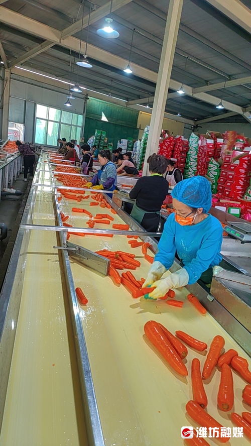 蹲点调查 一根跨纬度迁徙的胡萝卜与玻璃抛光粉生产的潍坊寿光产业传奇